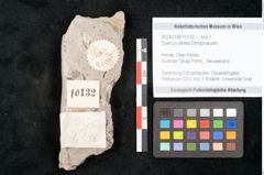 Foto (Detailansicht) von Quercus deleta Ettingshausen (NHMW-GEO-2024-0188-10132)